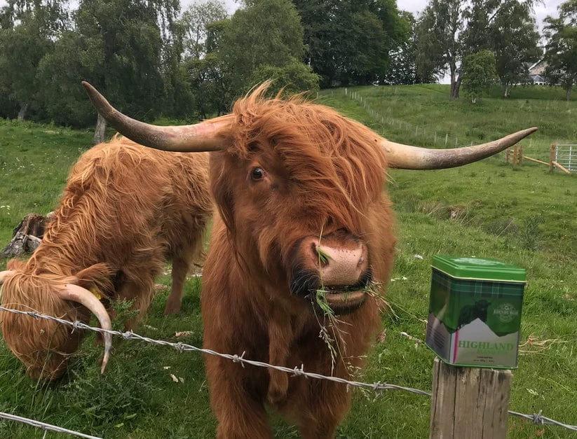 Thee Highland blend - Losse thee - Edinburgh tea and coffee by MoodCompanyNL