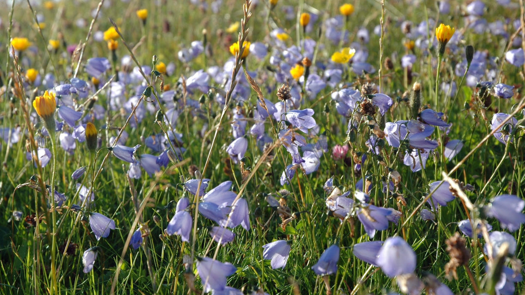 Veldbloemen (Machair Flowers)