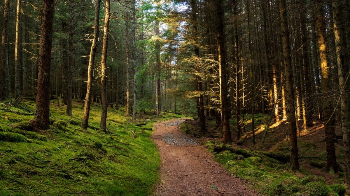 Schotse Den (Scots Pine) - MoodCompanyNL