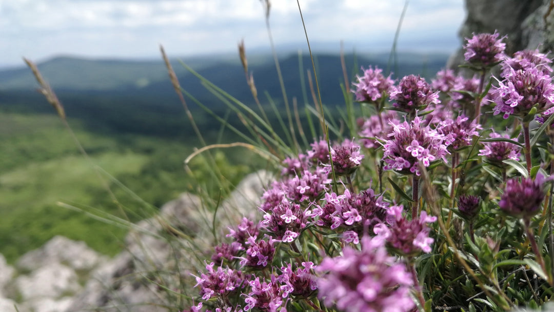 Wilde Bergtijm (Wild Mountain Thyme)