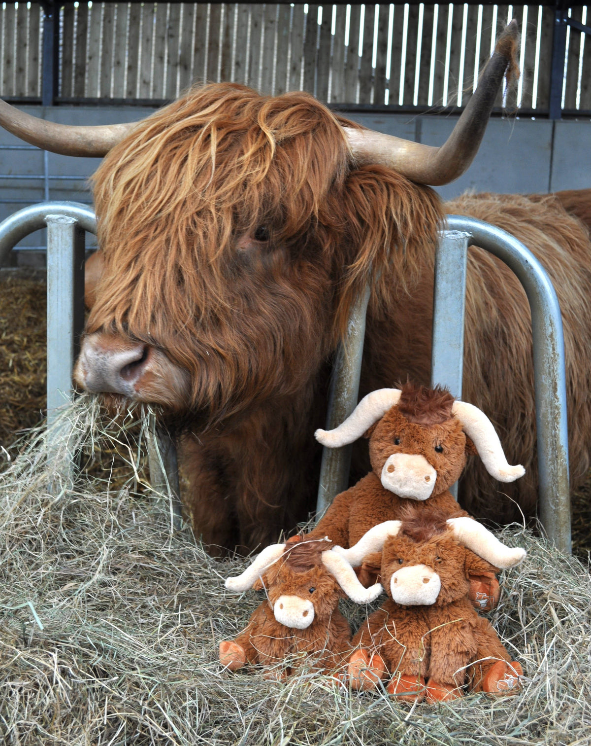 Peluche Vache Highland Marron - 30 cm - Peluche Douce - Jomanda